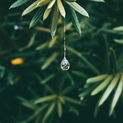 A single green leaf with dew drops.